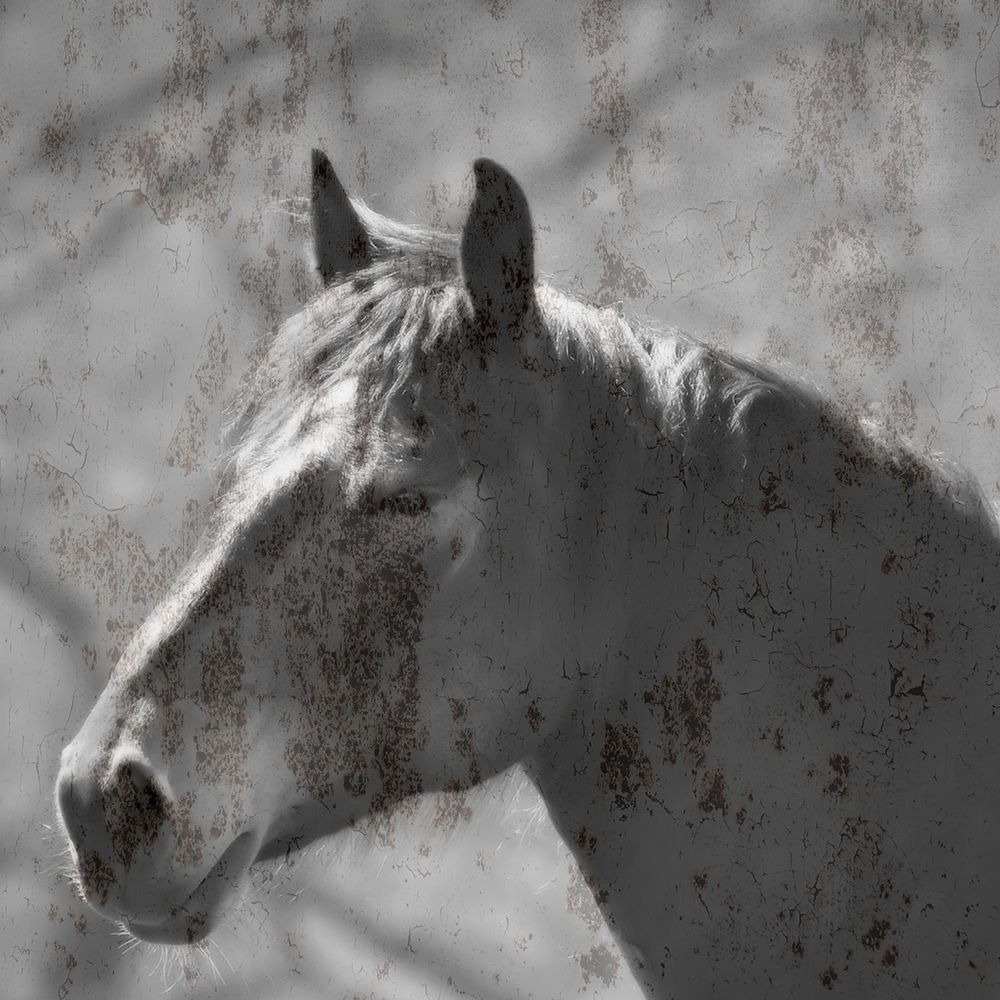 White Horse art print by Jamie Phillip for $57.95 CAD