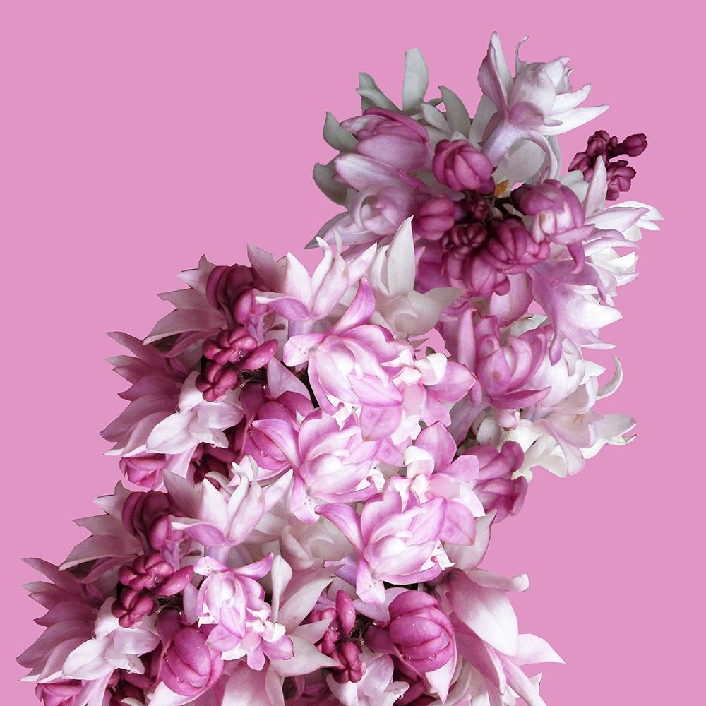 Pink Flowers art print by Jamie Phillip for $57.95 CAD