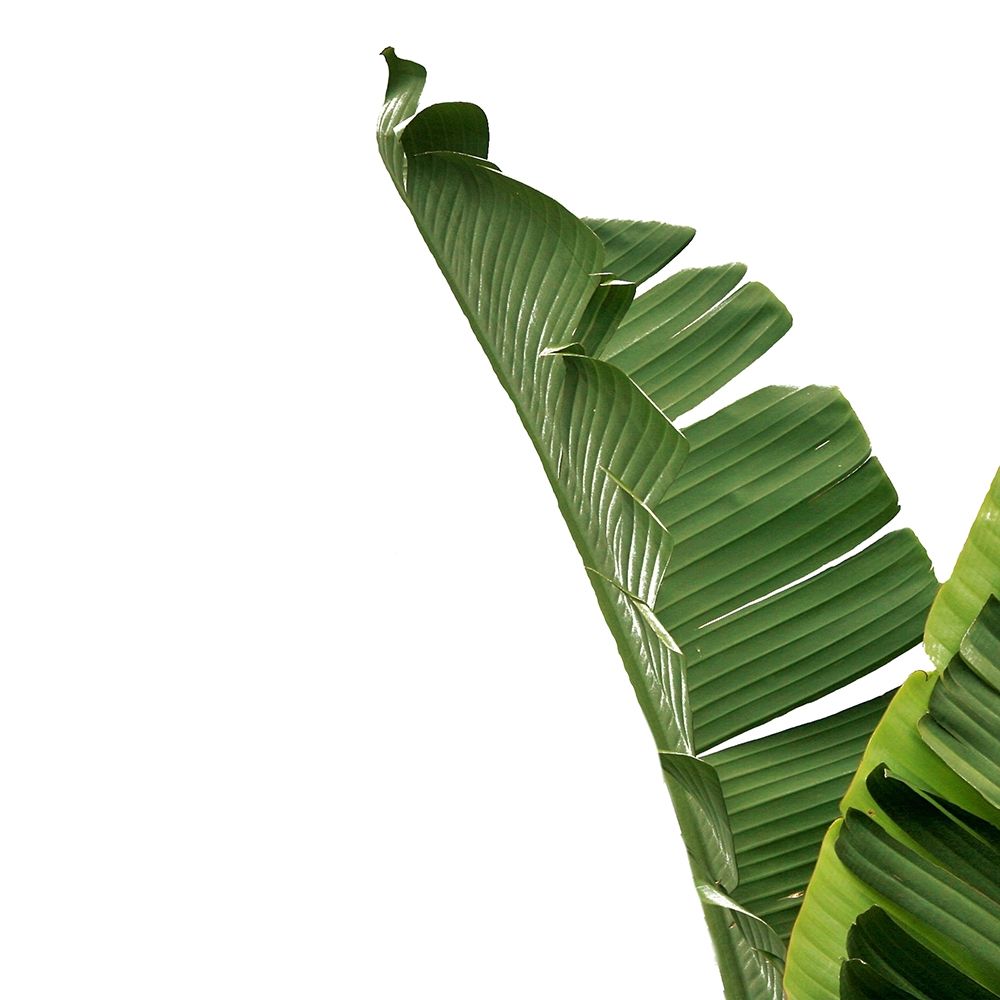 Tropical Leaves art print by Jamie Phillip for $57.95 CAD