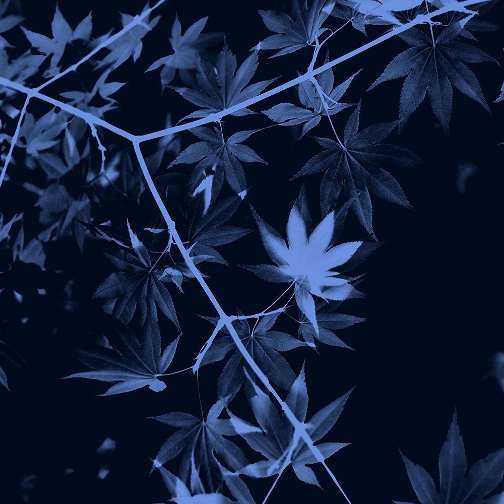 True Blue art print by Jamie Phillip for $57.95 CAD