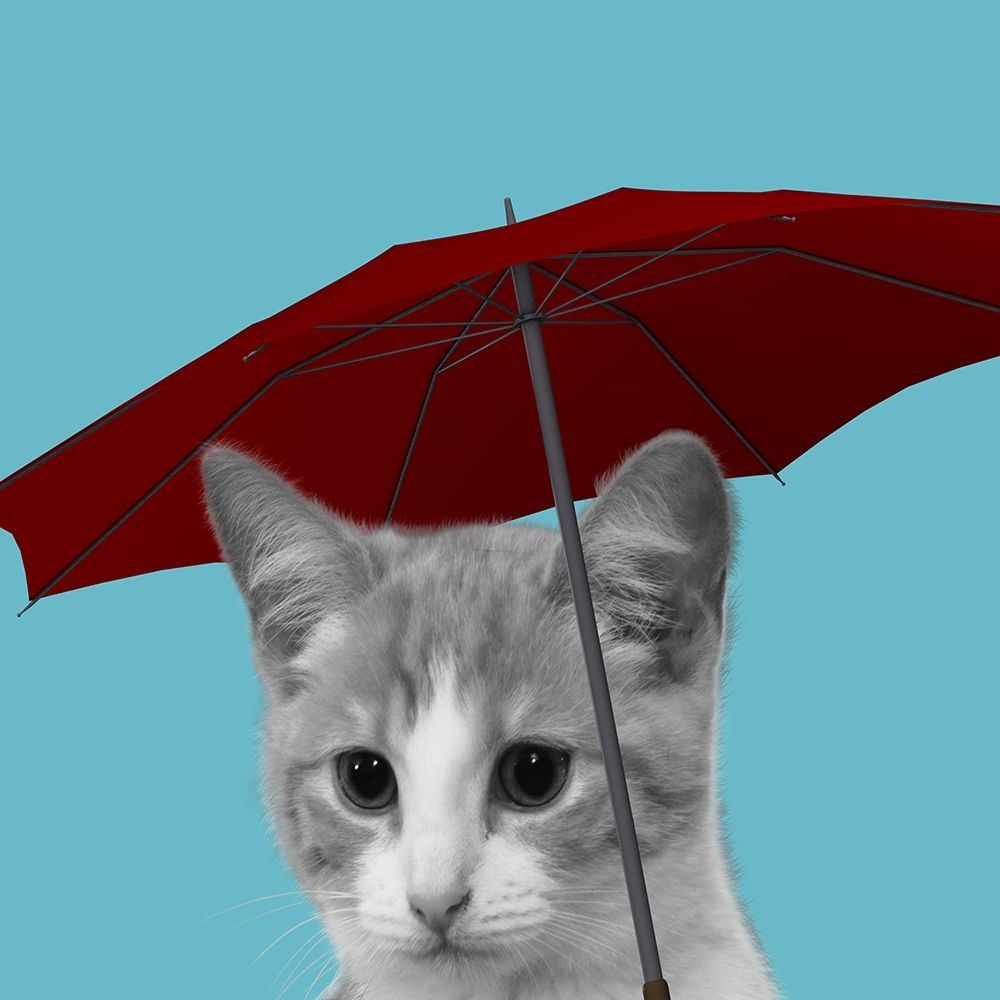 House Cat art print by Jamie Phillip for $57.95 CAD