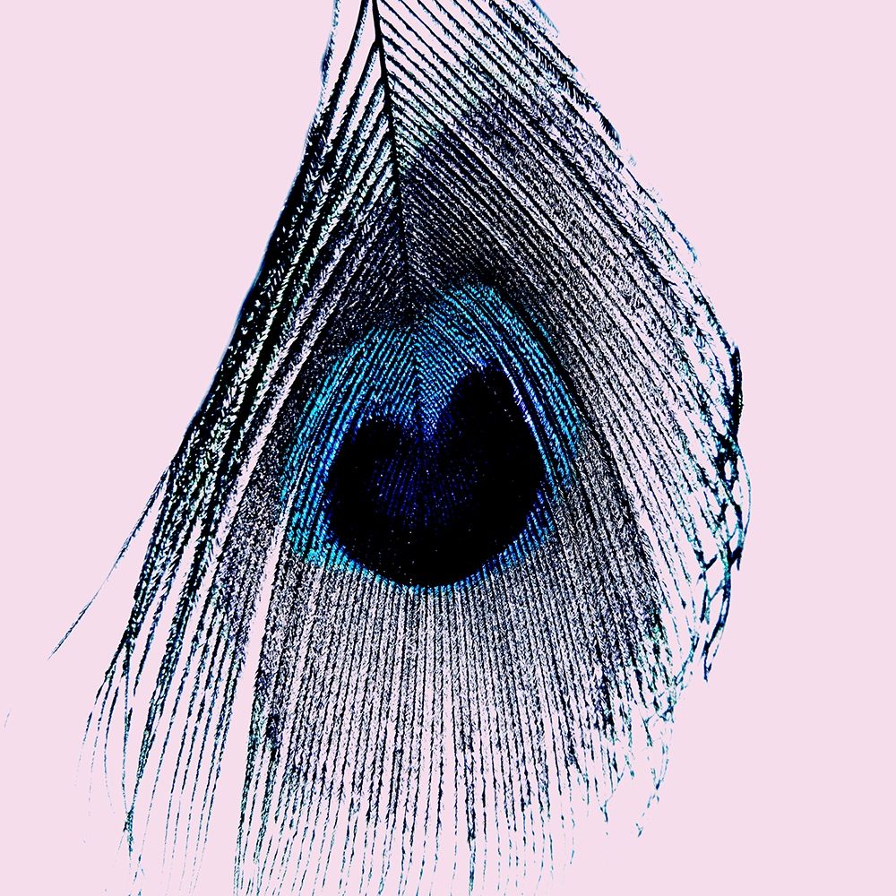 Peacoke Feather art print by Jamie Phillip for $57.95 CAD
