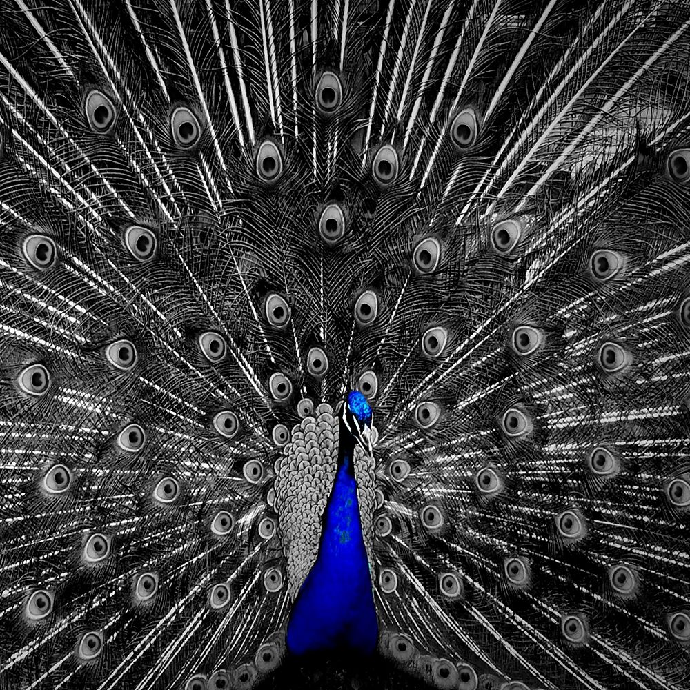 Peacock Black art print by Jamie Phillip for $57.95 CAD