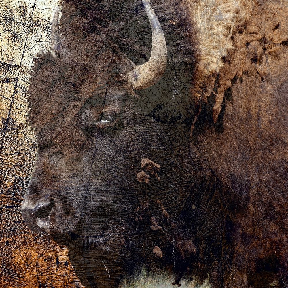 Mr.Buffalo art print by Jamie Phillip for $57.95 CAD