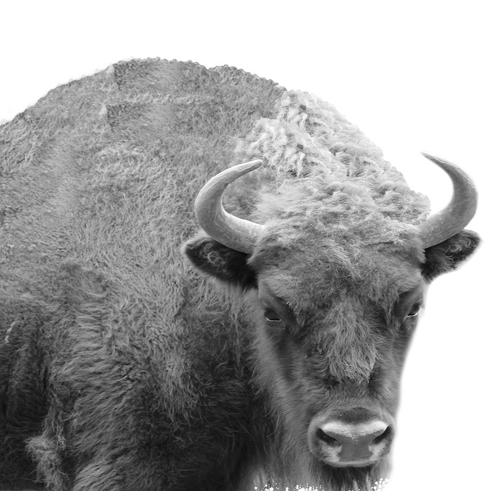 BW Bison art print by Jamie Phillip for $57.95 CAD