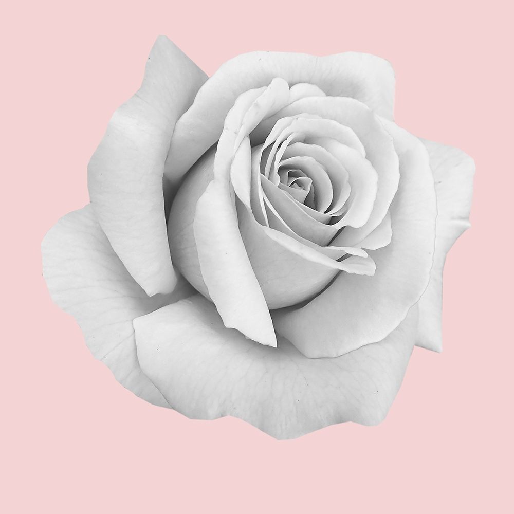 Rose Gold art print by Jamie Phillip for $57.95 CAD