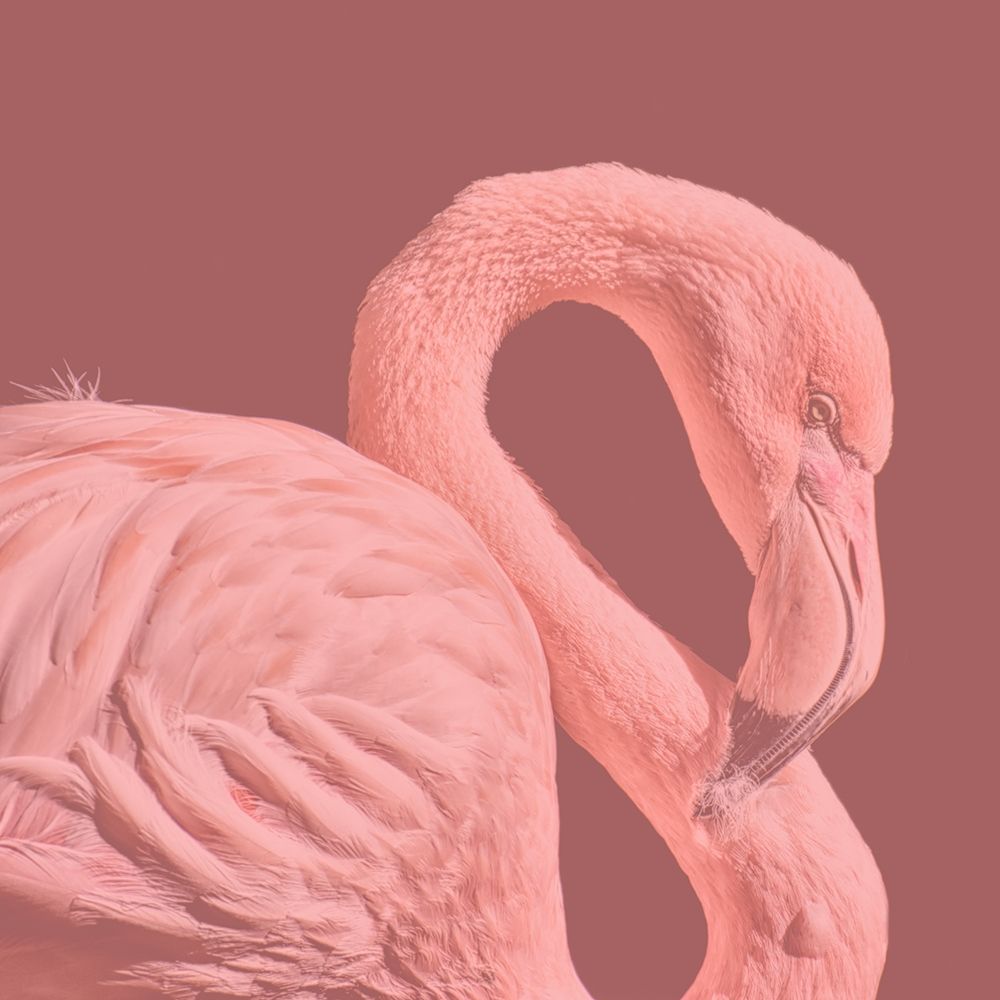 Flamingo art print by Jamie Phillip for $57.95 CAD