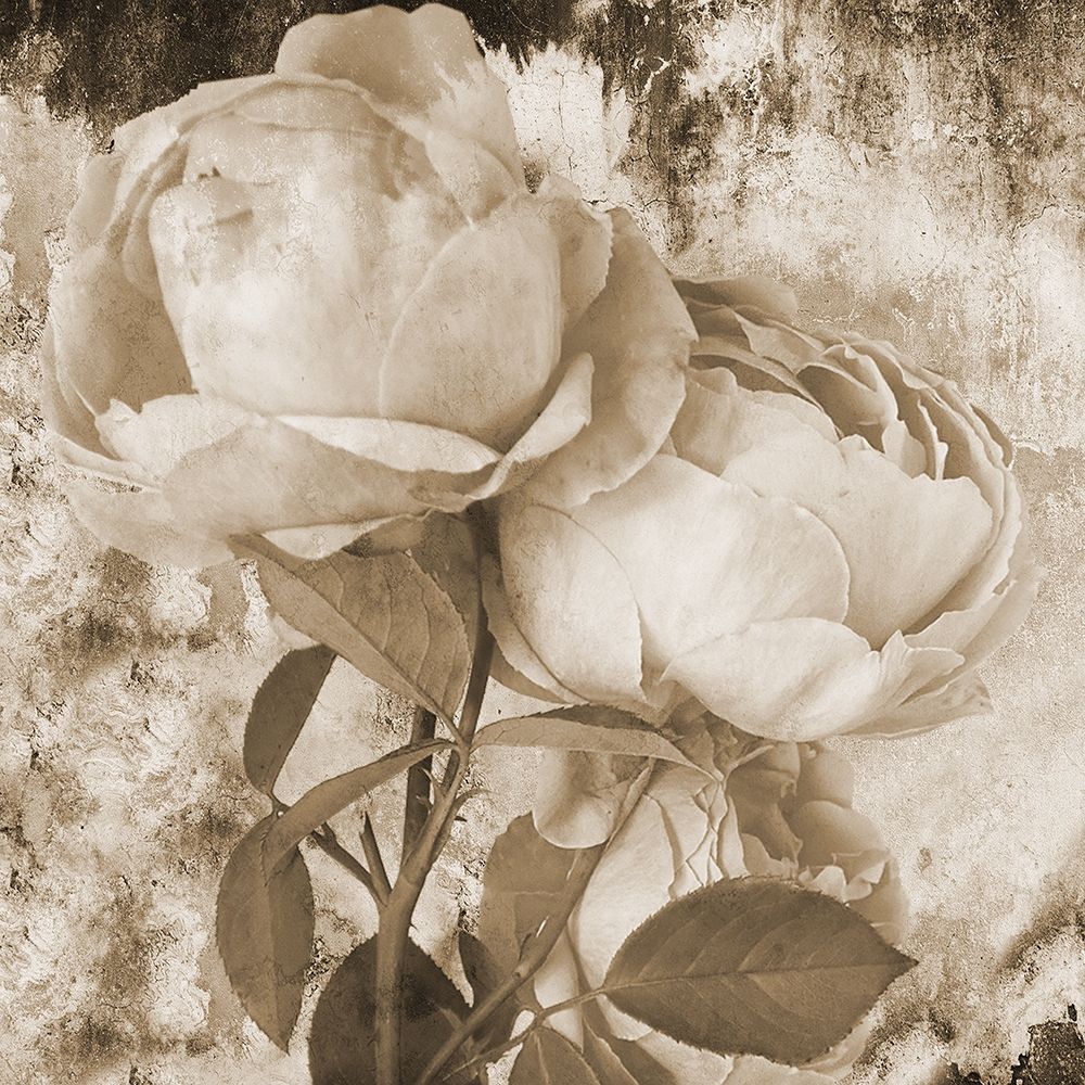 Old Rose art print by Jamie Phillip for $57.95 CAD