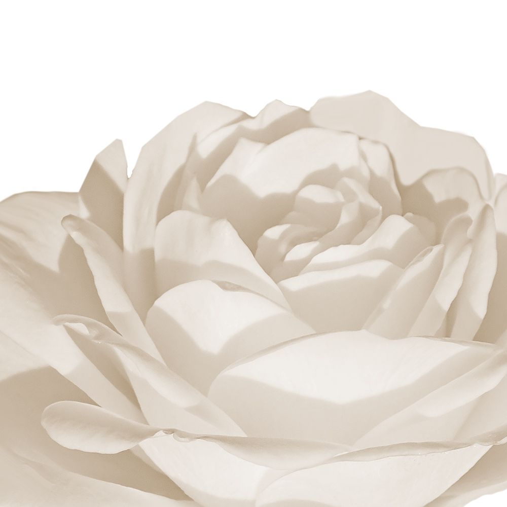 White Rose 1 art print by Jamie Phillip for $57.95 CAD