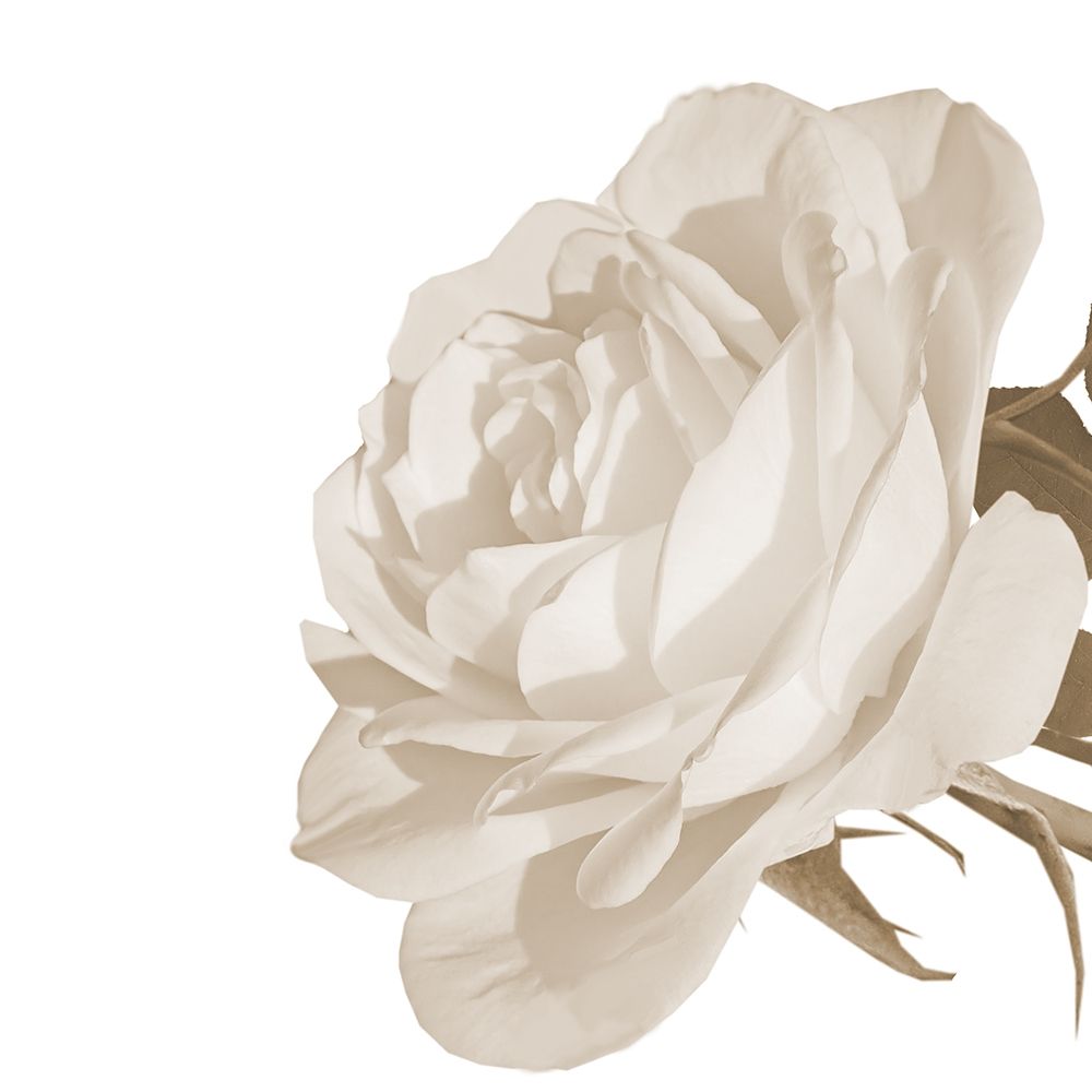 White Rose 2 art print by Jamie Phillip for $57.95 CAD