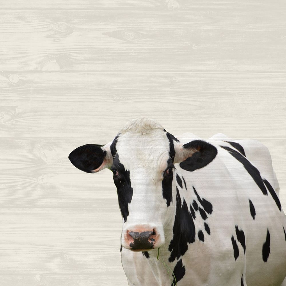 Moo art print by Jamie Phillip for $57.95 CAD