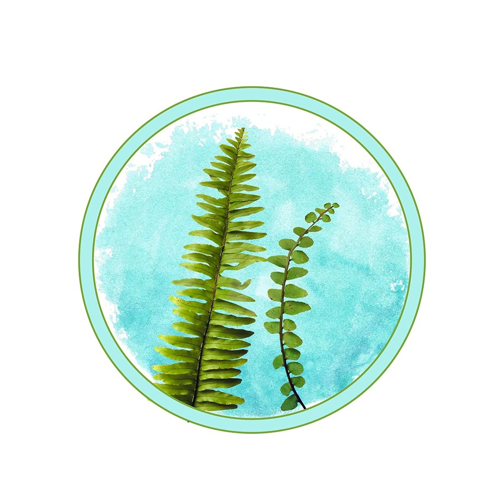 Fern art print by Jamie Phillip for $57.95 CAD