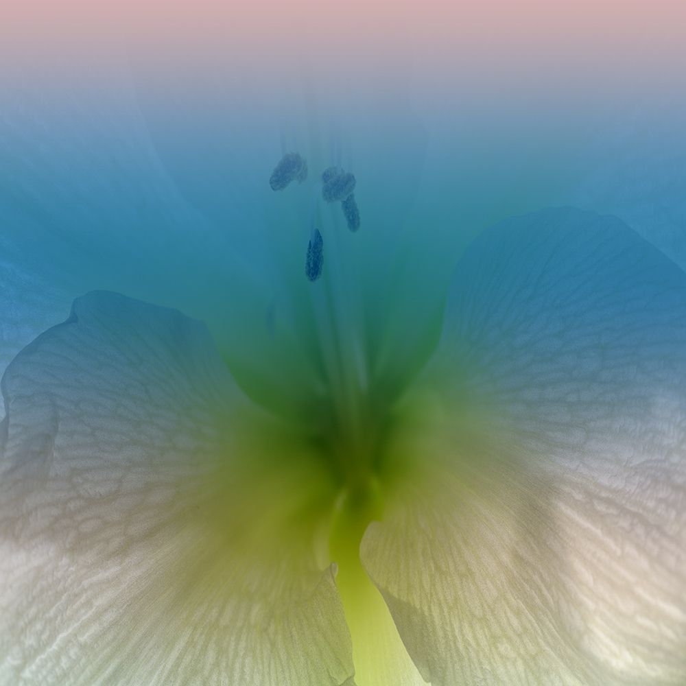 Xray art print by Jamie Phillip for $57.95 CAD