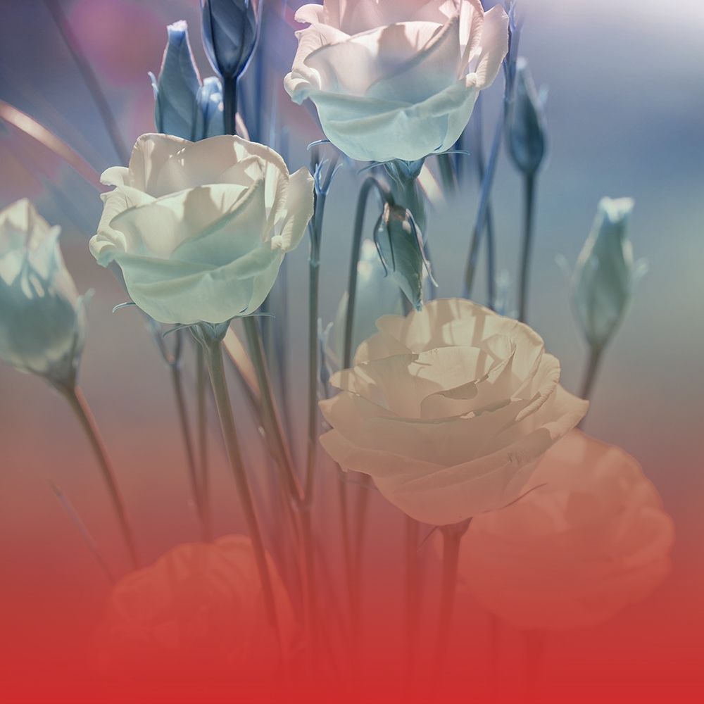 Xray Roses art print by Jamie Phillip for $57.95 CAD