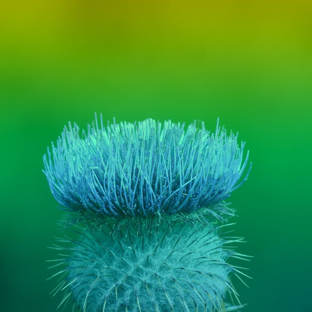 Prickly Prack art print by Jamie Phillip for $57.95 CAD
