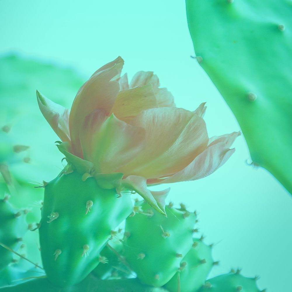 Mello Cactus art print by Jamie Phillip for $57.95 CAD