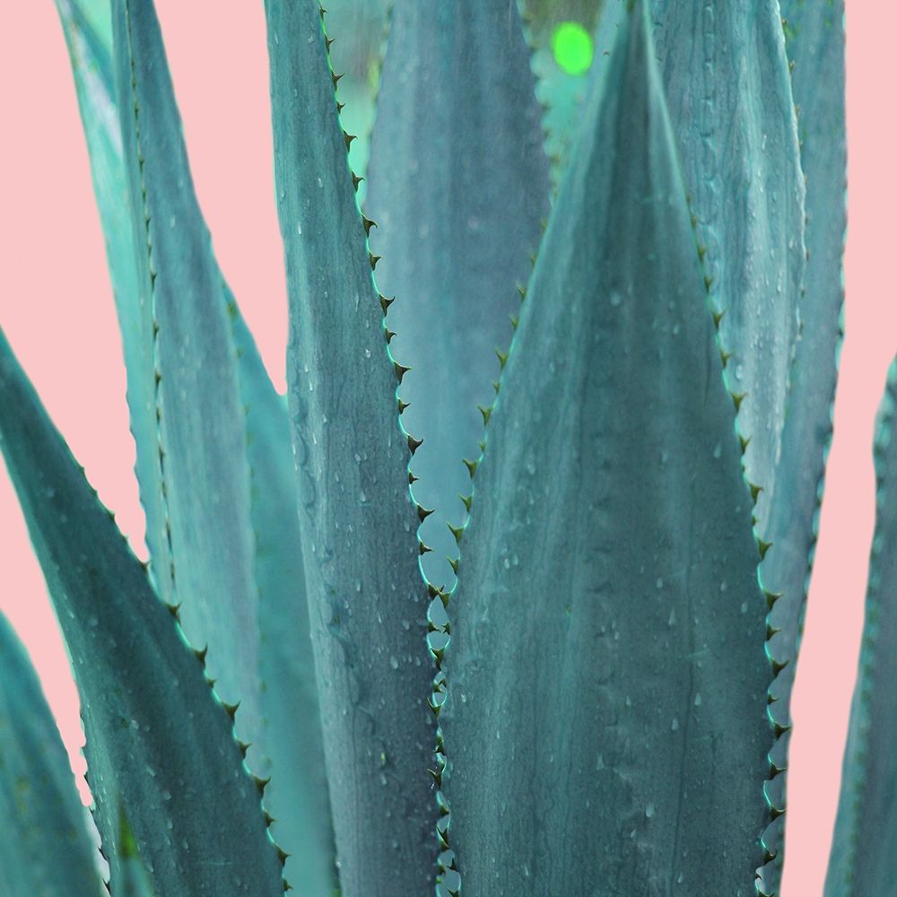 Succulent art print by Jamie Phillip for $57.95 CAD