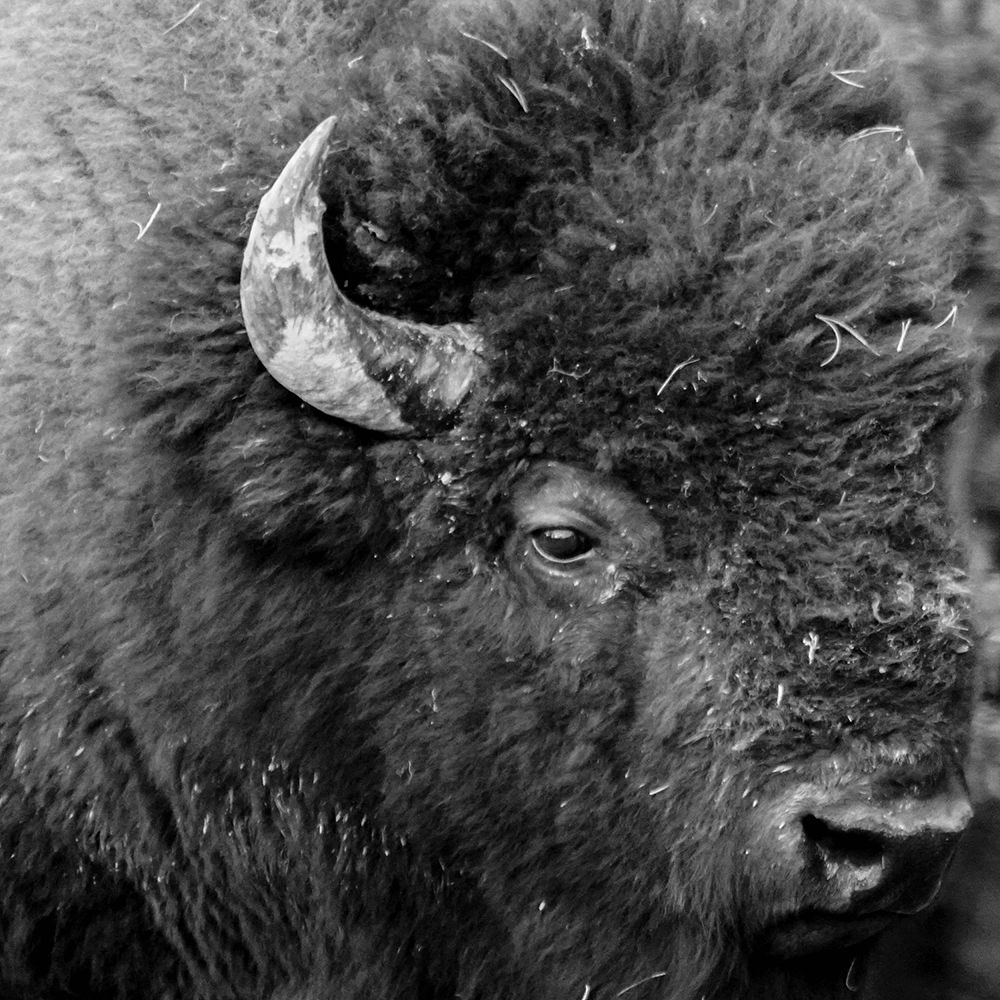 Buffalo Baby art print by Jamie Phillip for $57.95 CAD