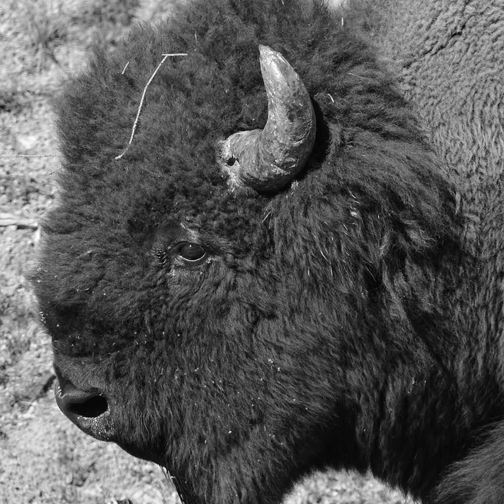 Buffalo Baby 2 art print by Jamie Phillip for $57.95 CAD