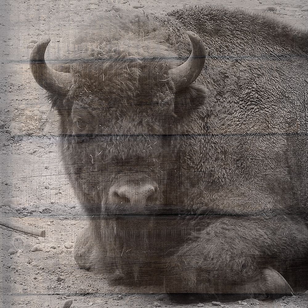 Buffalo Baby 3 art print by Jamie Phillip for $57.95 CAD