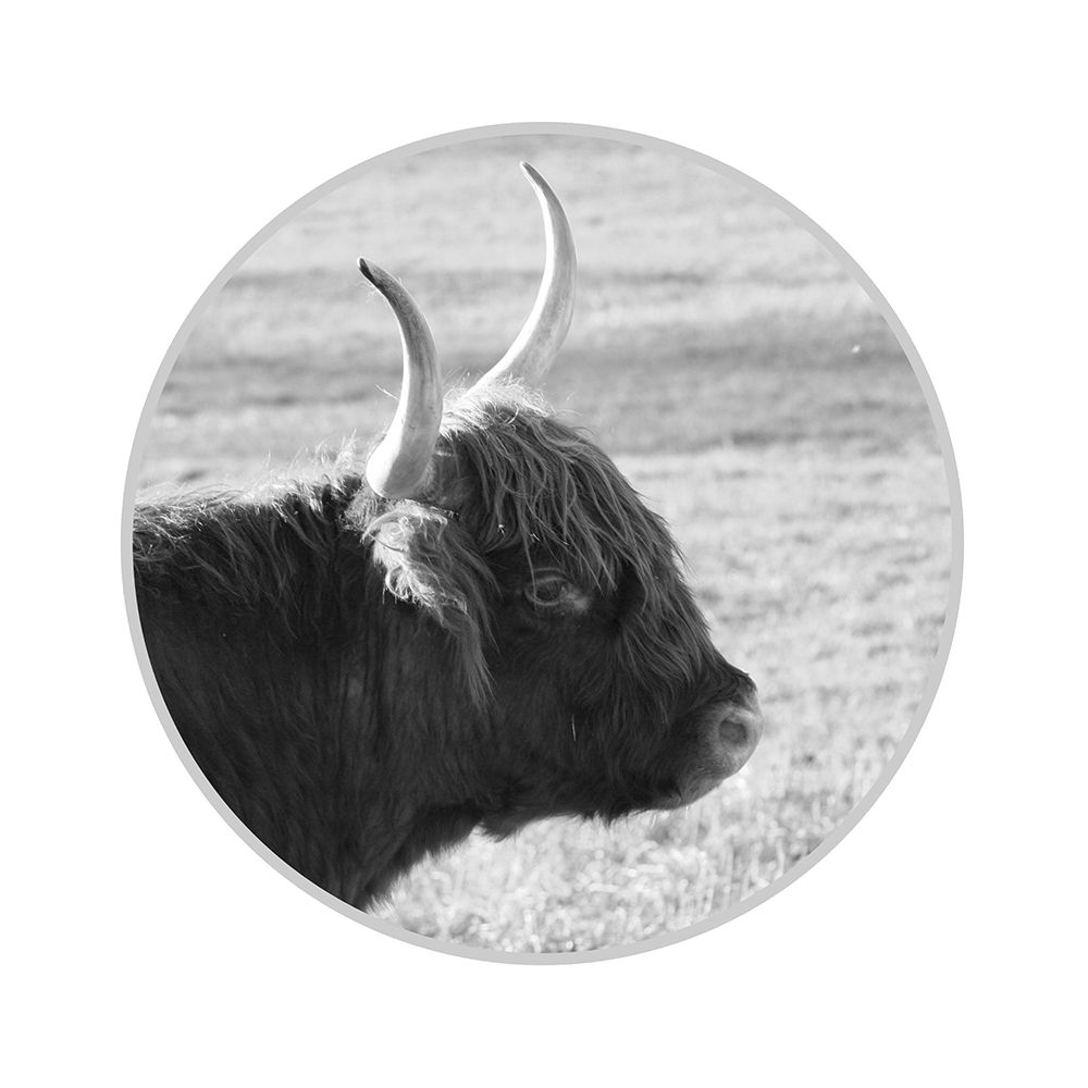 Calf art print by Jamie Phillip for $57.95 CAD