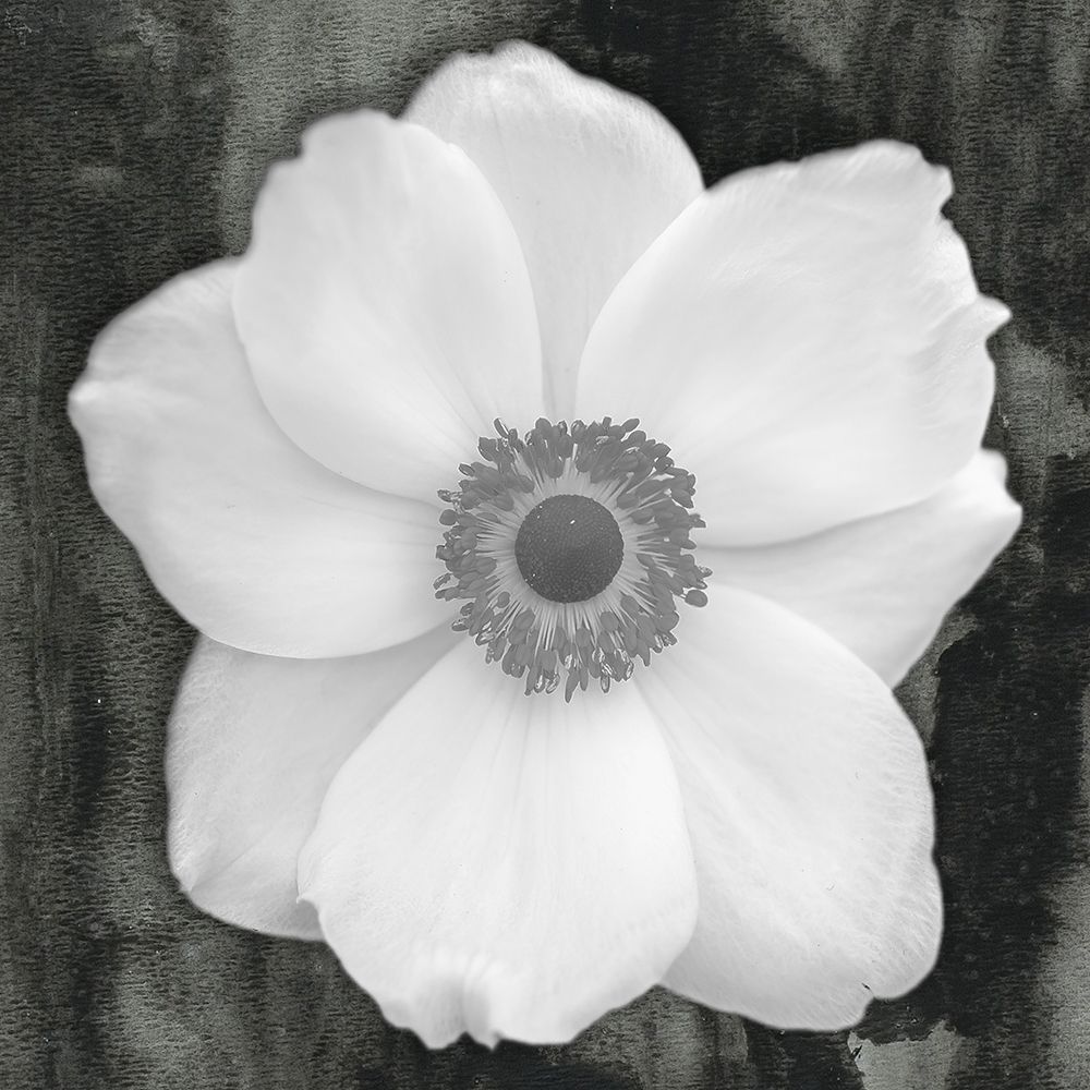 White Flower art print by Jamie Phillip for $57.95 CAD