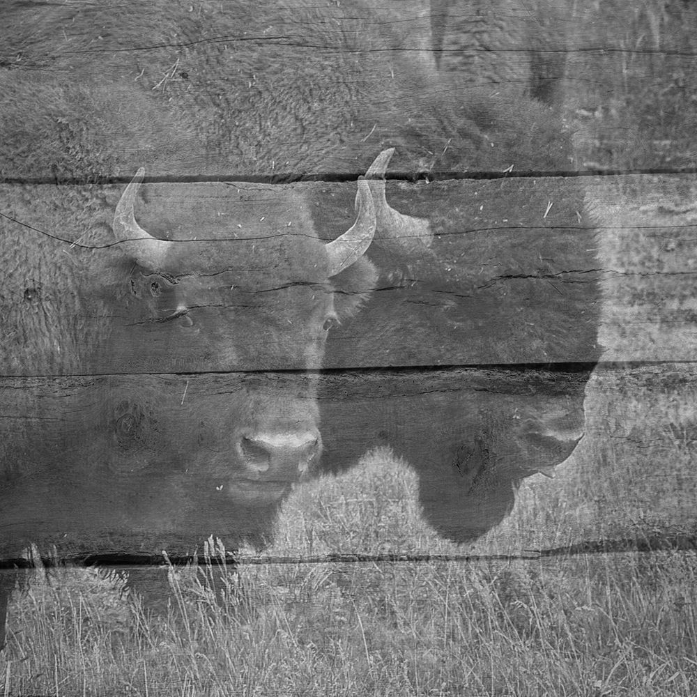 Bison art print by Jamie Phillip for $57.95 CAD