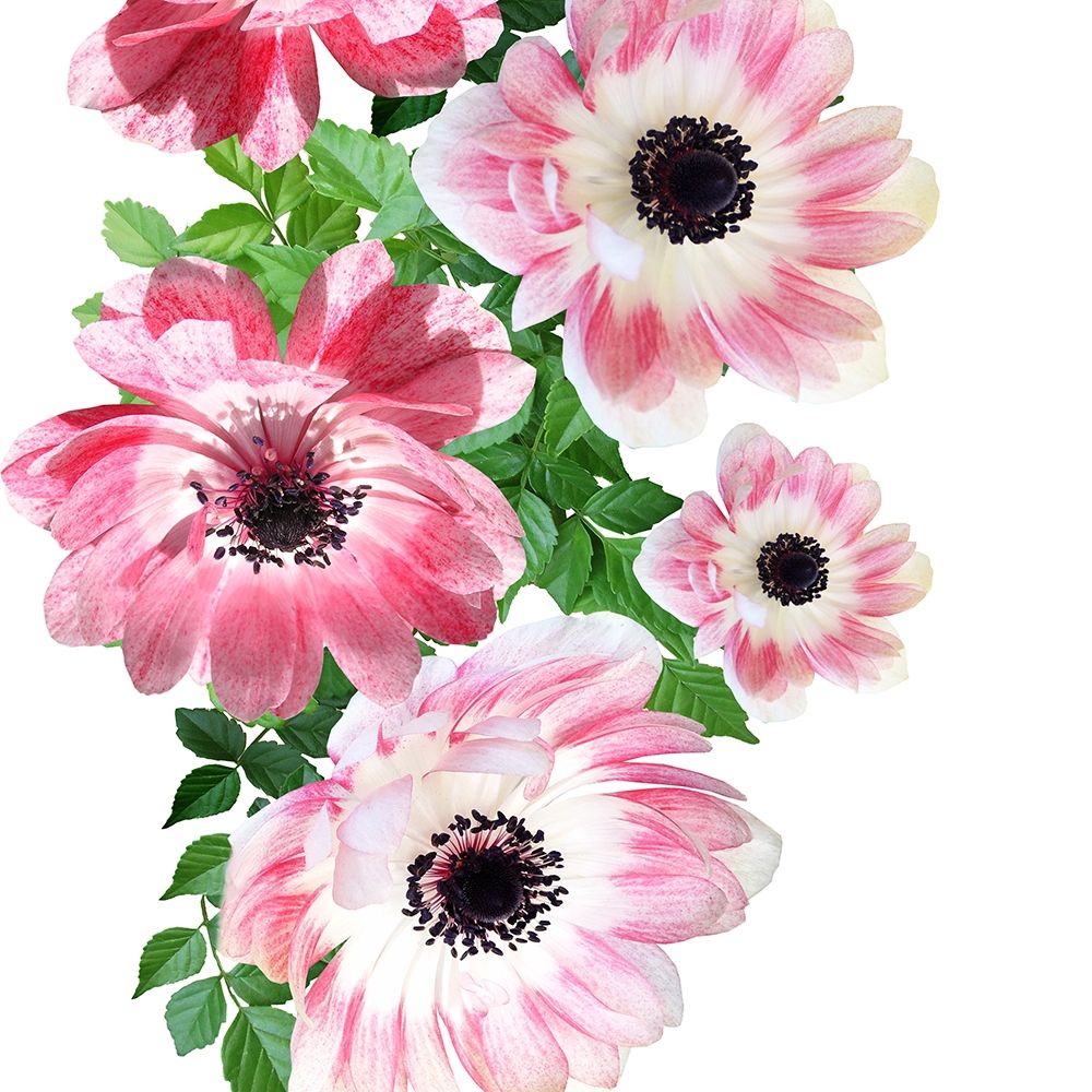 Rose Garden 2 art print by Jamie Phillip for $57.95 CAD