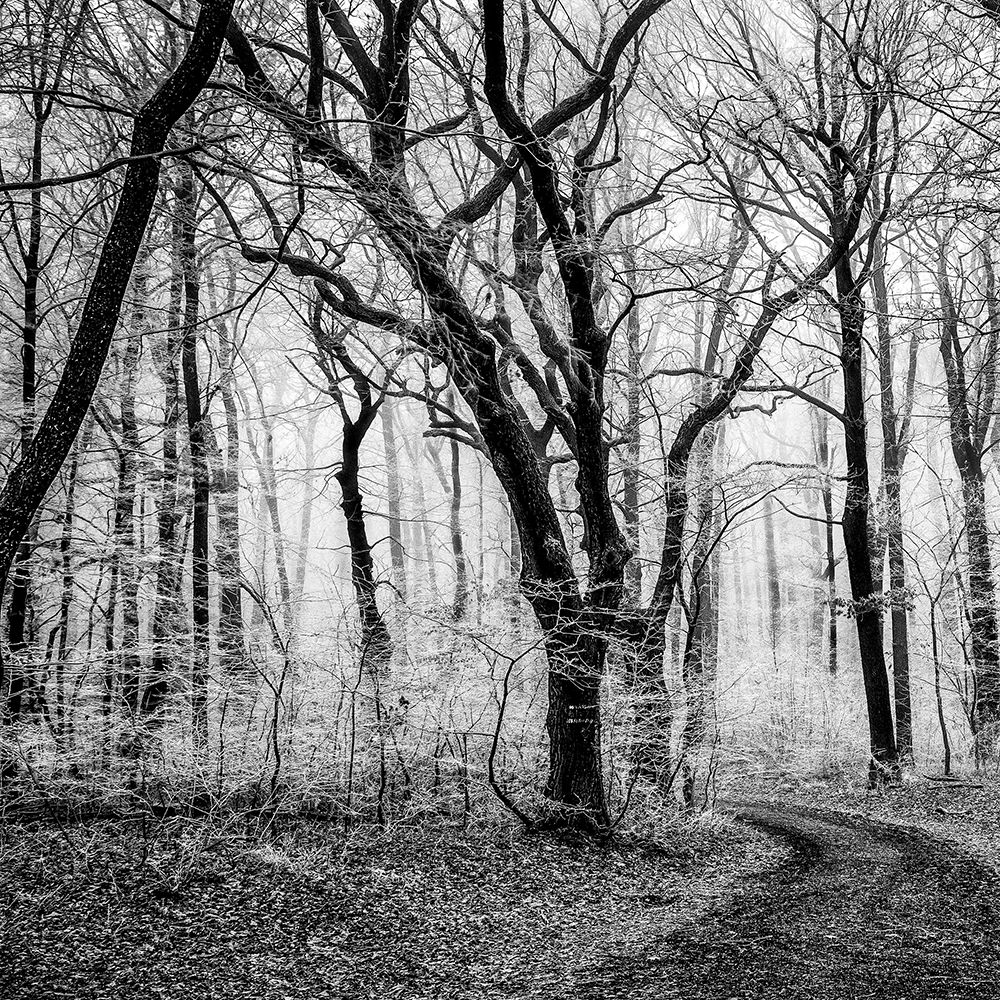 Forest 1 art print by Jamie Phillip for $57.95 CAD