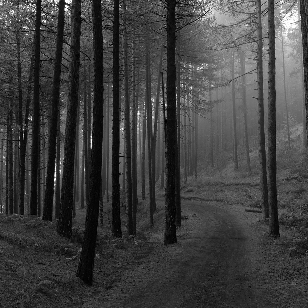 Forest 2 art print by Jamie Phillip for $57.95 CAD