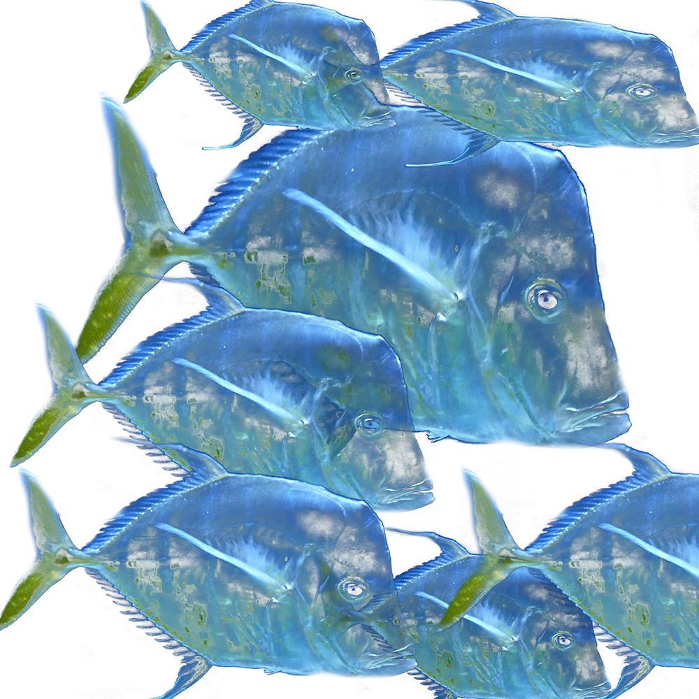 Fishes art print by Jamie Phillip for $57.95 CAD
