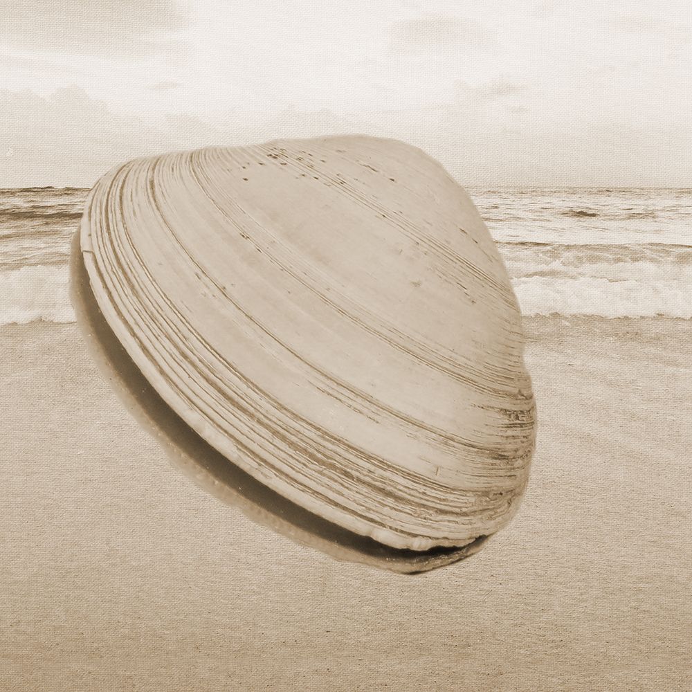 Clam 2 art print by Jamie Phillip for $57.95 CAD
