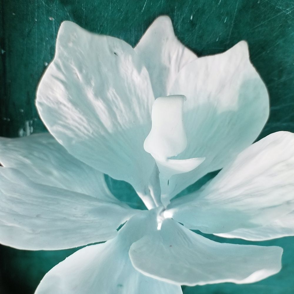 Blue Orchid art print by Jamie Phillip for $57.95 CAD