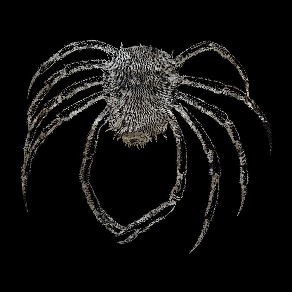 Whay So Crabby 4 art print by Jamie Phillip for $57.95 CAD