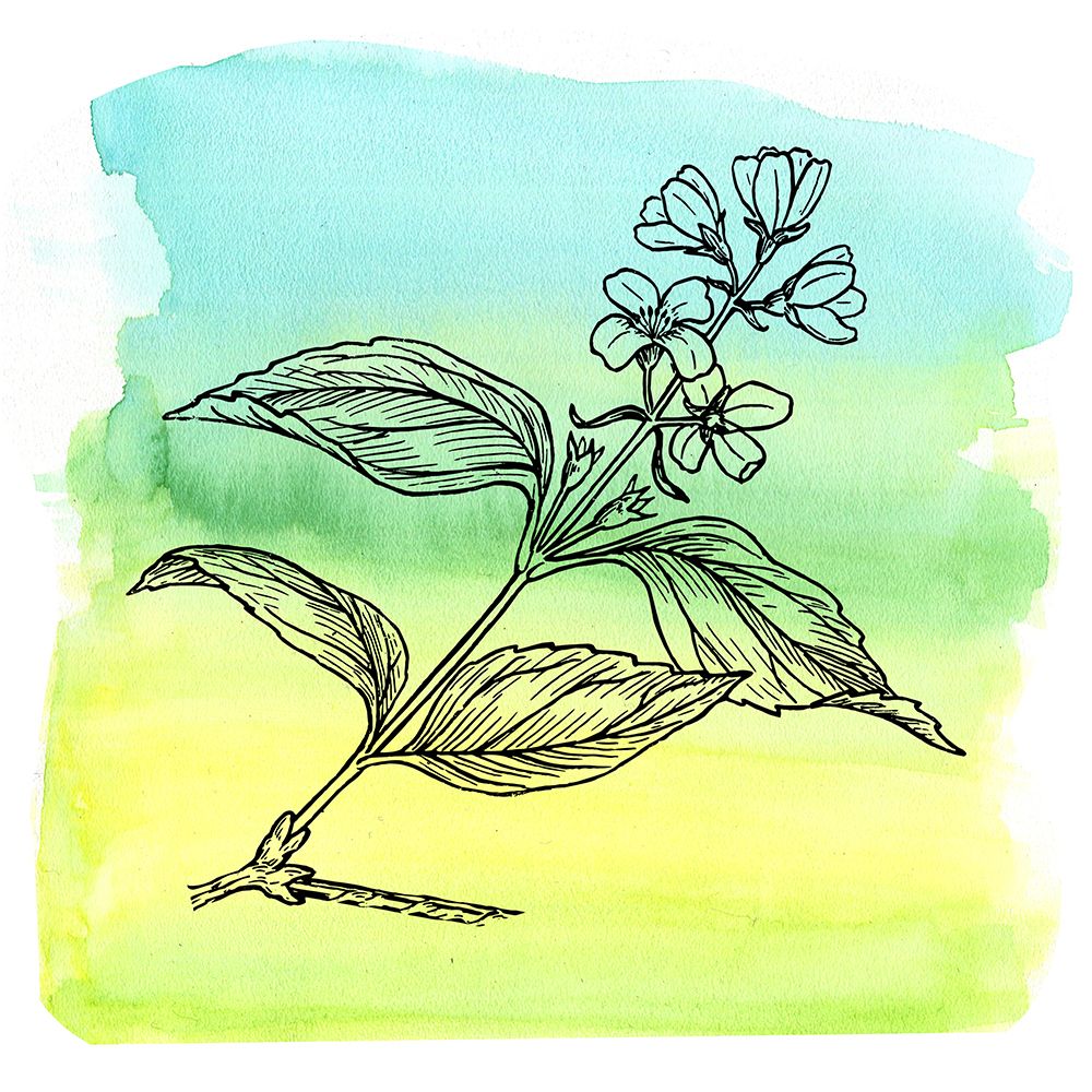 Garden In Bloom art print by Jamie Phillip for $57.95 CAD