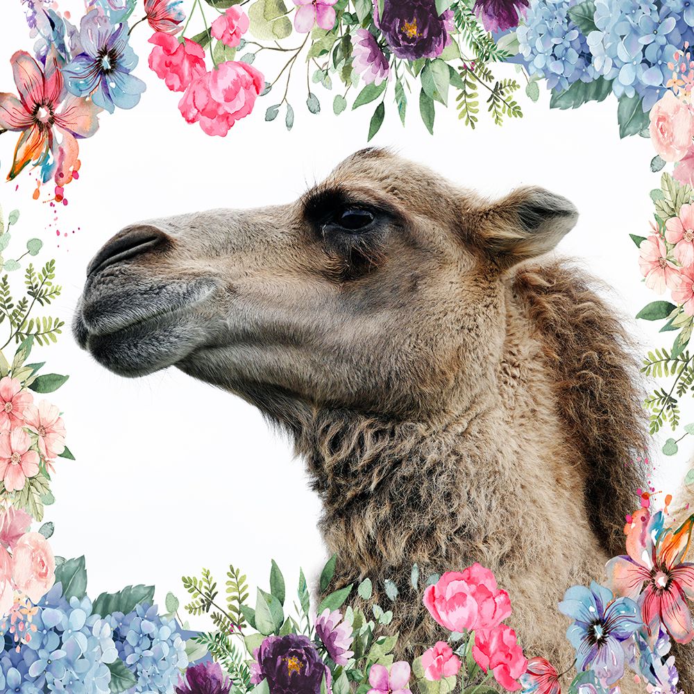 Camel art print by Jamie Phillip for $57.95 CAD
