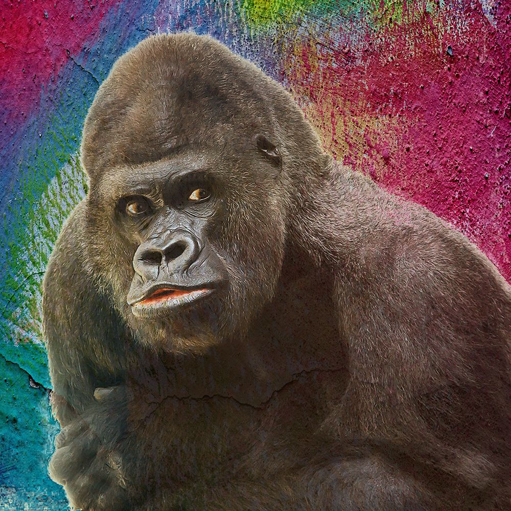 Crazy Zoo art print by Jamie Phillip for $57.95 CAD