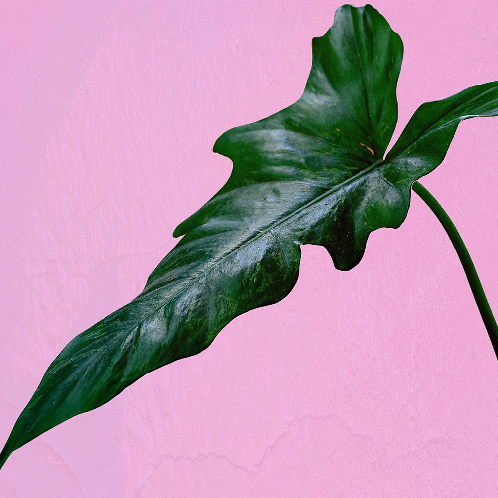 Leaf Me Up art print by Jamie Phillip for $57.95 CAD