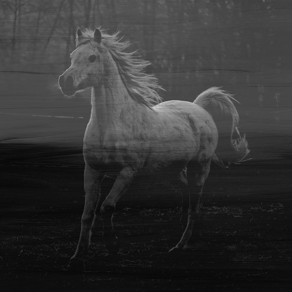 Misty Horse art print by Jamie Phillip for $57.95 CAD