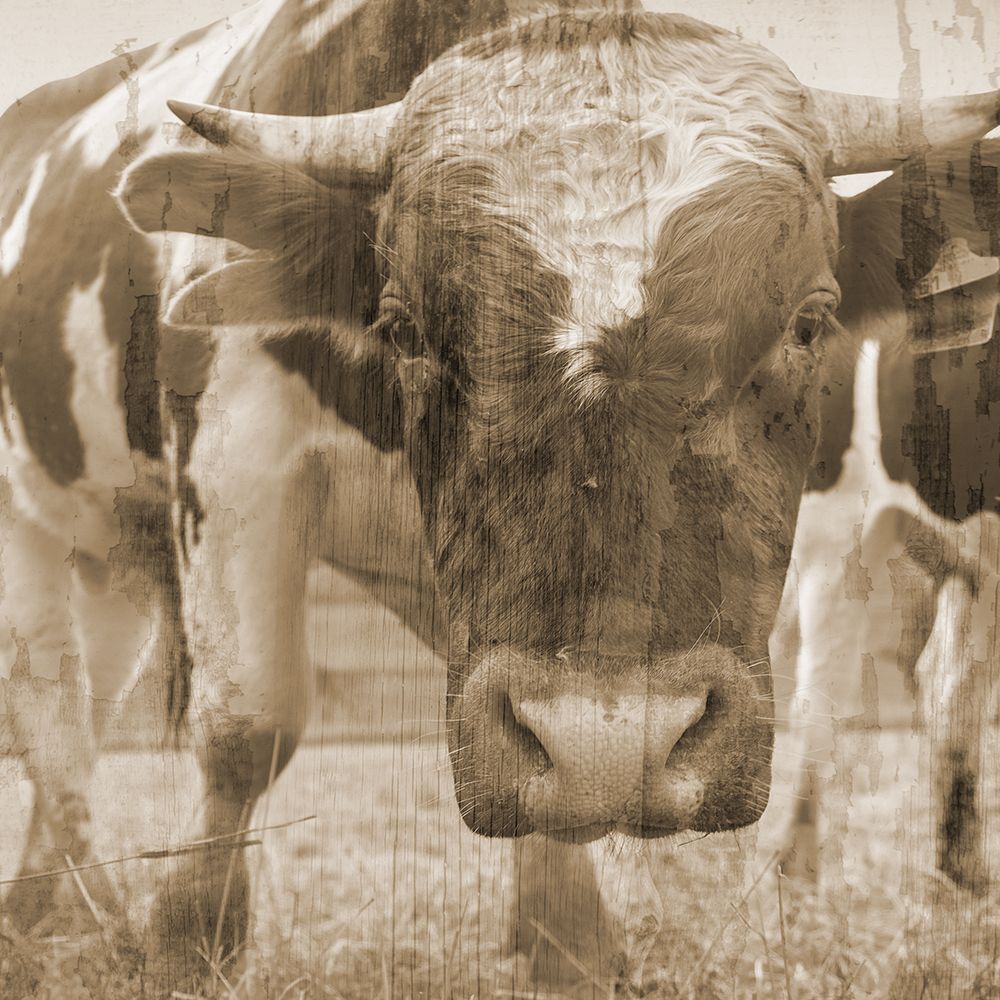 Sepia Bull art print by Jamie Phillip for $57.95 CAD