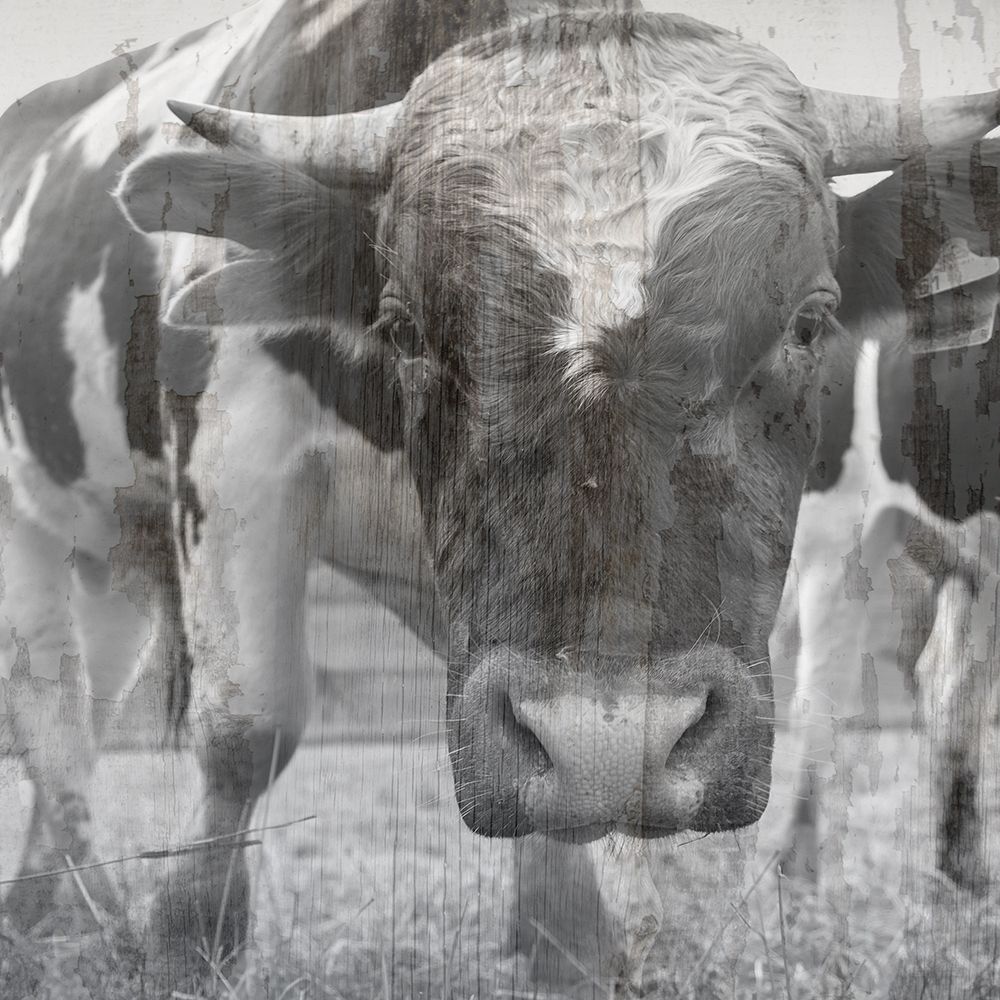 Black And Whie  Bull art print by Jamie Phillip for $57.95 CAD