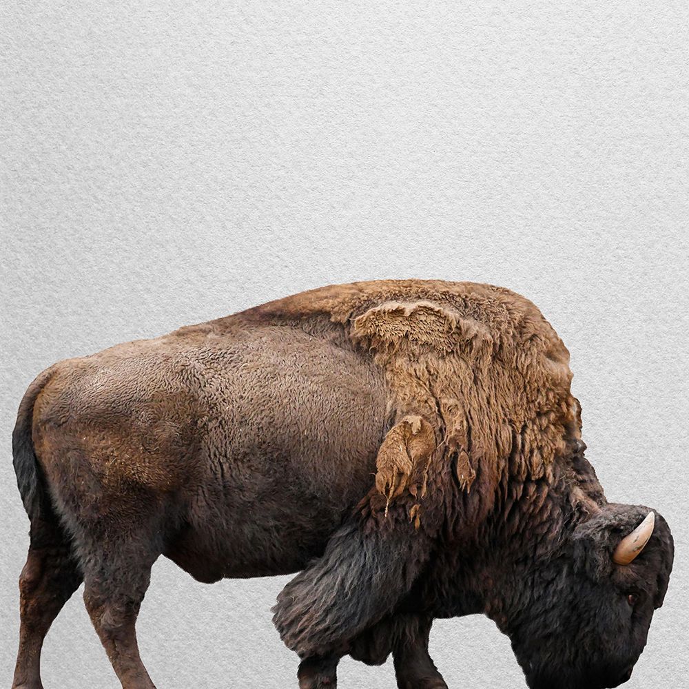 Grazer art print by Jamie Phillip for $57.95 CAD