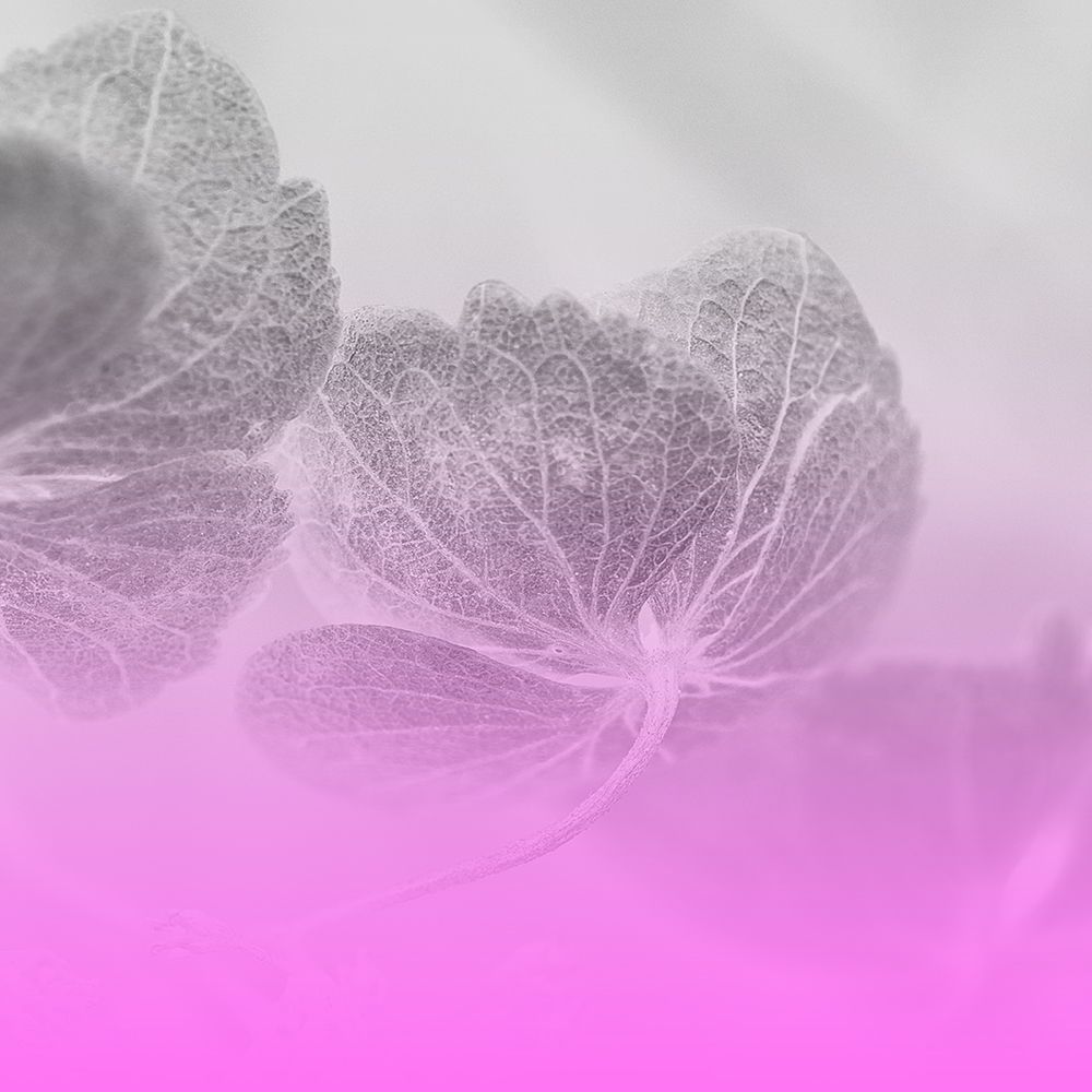 Xray Bowl Pink art print by Jamie Phillip for $57.95 CAD