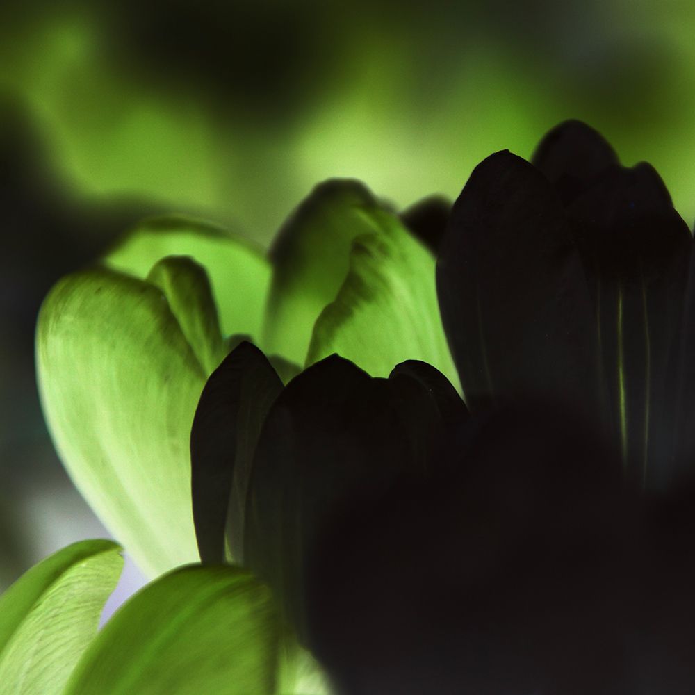 Green Bloom art print by Jamie Phillip for $57.95 CAD
