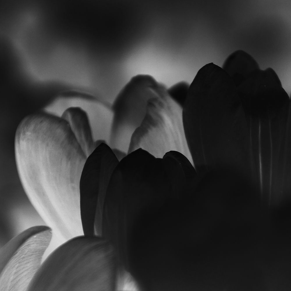 Black Bloom art print by Jamie Phillip for $57.95 CAD