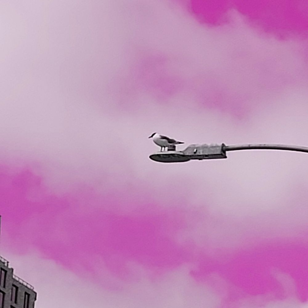 Pink Sky Bird 2 art print by Jamie Phillip for $57.95 CAD