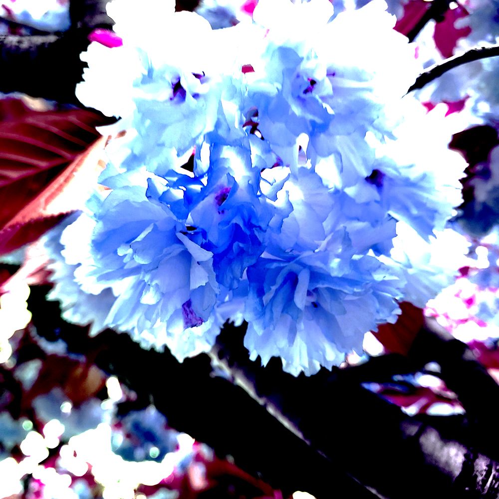 I Love Flowers 2 art print by Jamie Phillip for $57.95 CAD