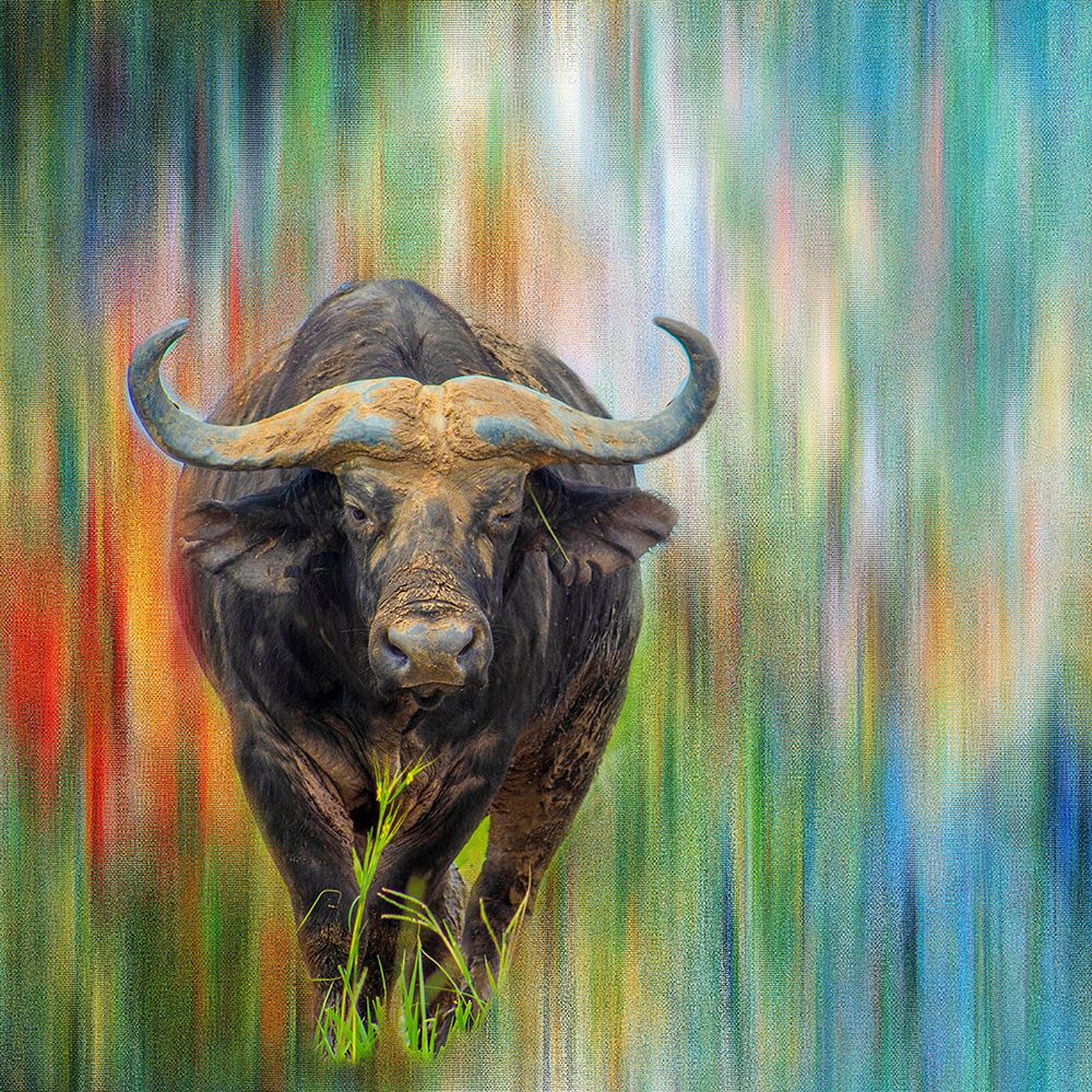 Grazing Horns art print by Jamie Phillip for $57.95 CAD