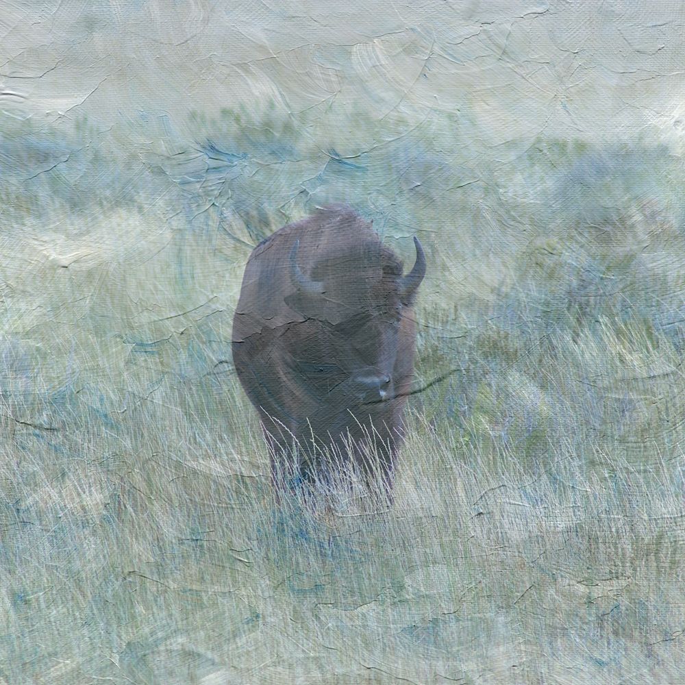 Bison art print by Jamie Phillip for $57.95 CAD