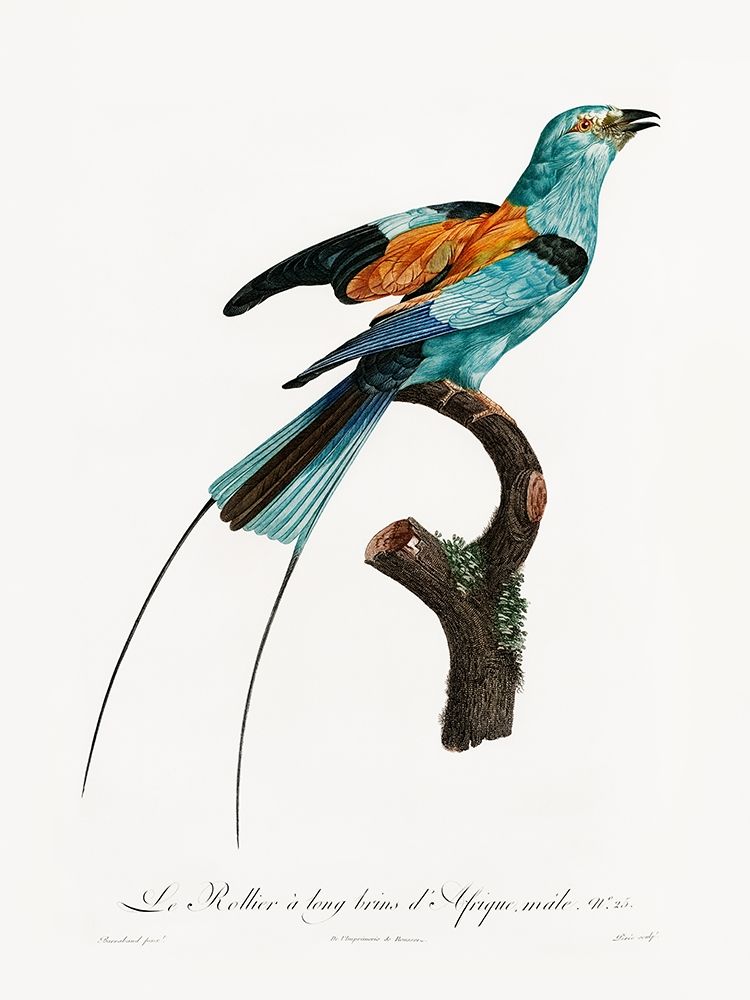 Songbird I Poster art print by Urban Road for $57.95 CAD